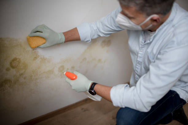 Best Bathroom Mold Remediation in New Roads, LA